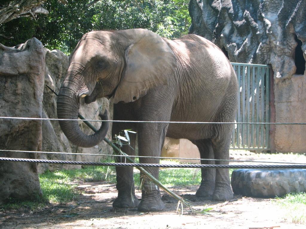 Puerto Rico Zoo Dr Juan A. Rivero